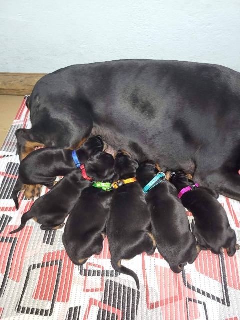 Doberman štenci